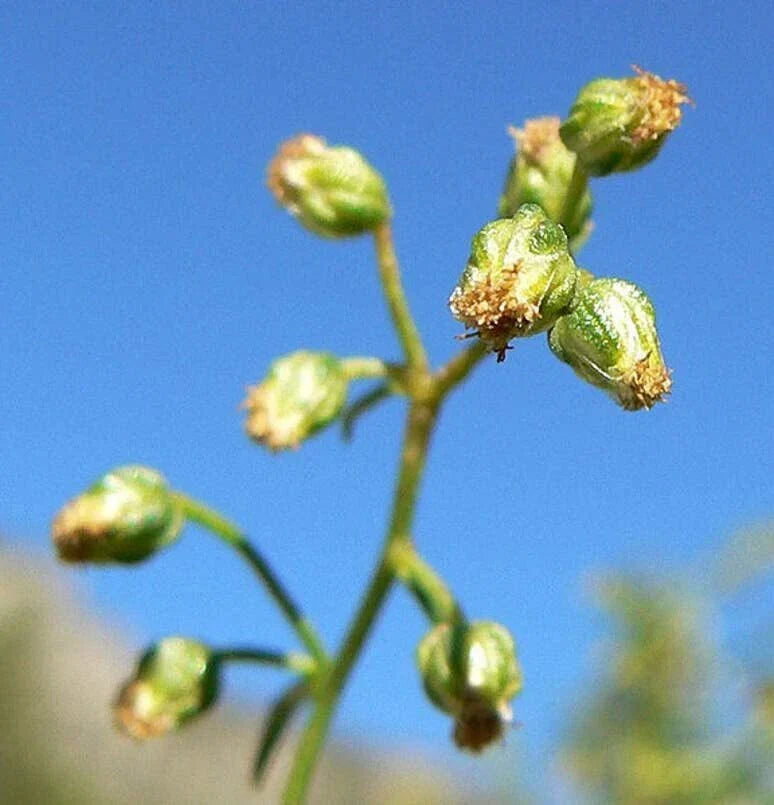 Tarragon Herb Seeds - 50 Seeds - Artemisia Dracunculus - Culinary Herb for Gardening and Cooking