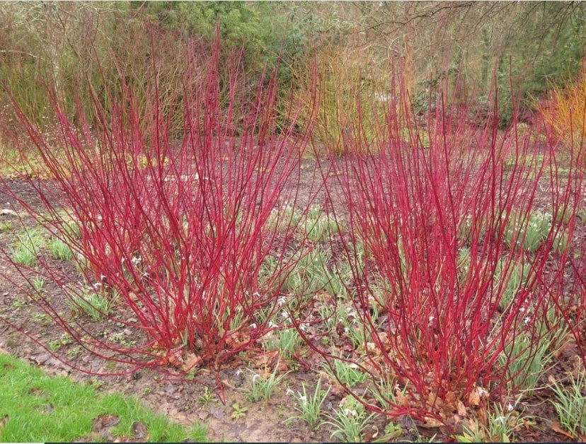 Red Dogwood Cuttings 8 Pack – Cornus sericea Deciduous Shrubs for Landscaping and Borders