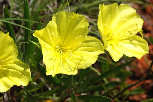 Ozark Sundrop Yellow Primrose Seeds - 125 Pack, Oenothera macrocarpa, Bright Yellow Flowers, Perennial, Garden, Landscape, Pollinator-Friendly