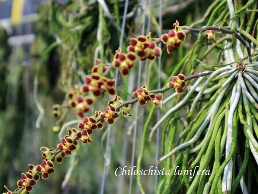 Leafless Orchid Plant Mounted Chiloschista lunifera Southeast Asia Unique Exotic Orchid