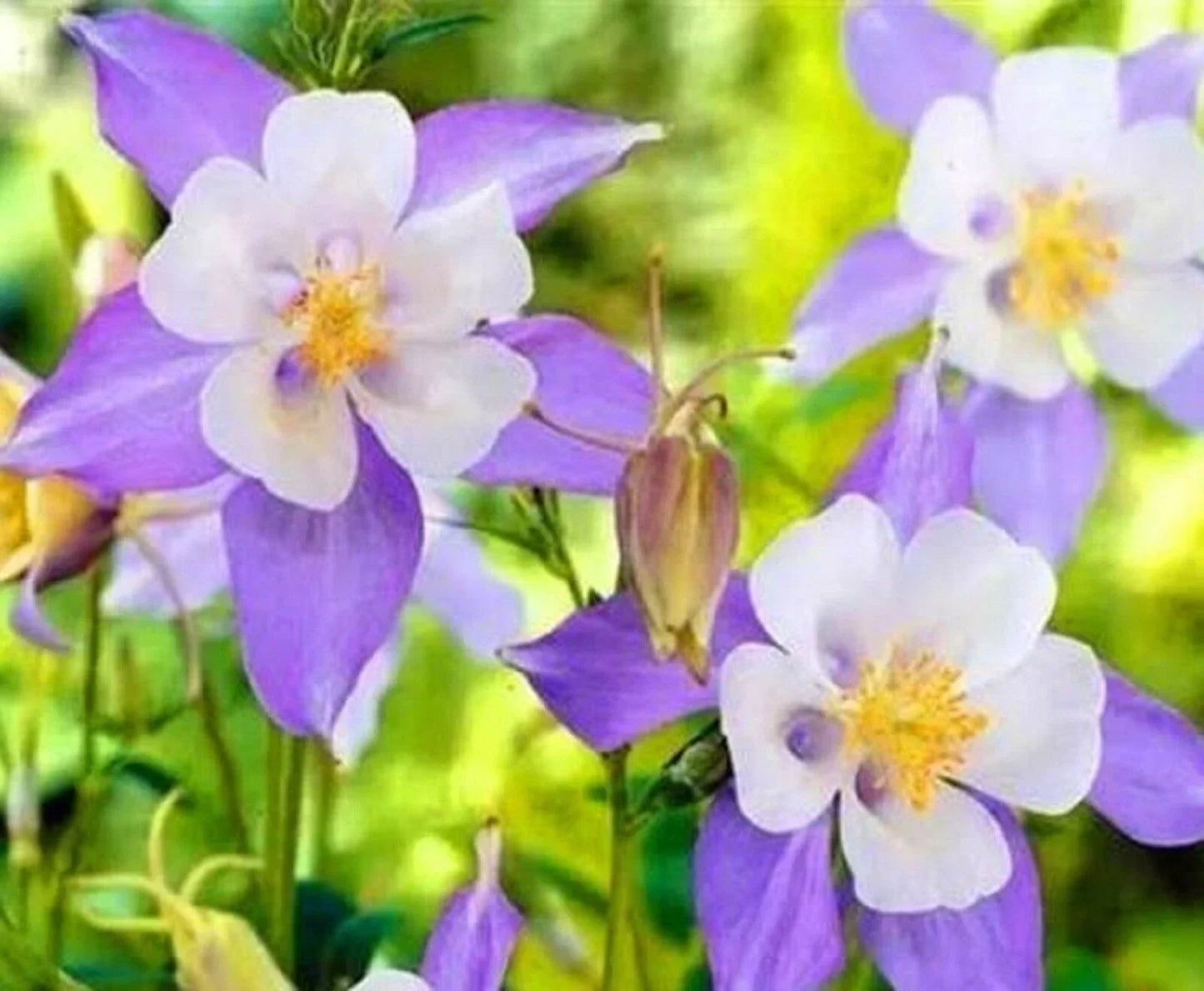 Blue Columbine Seeds - Aquilegia caerulea Perennial Flower Seeds for Garden, Borders, Shaded Areas, 100+ Seeds