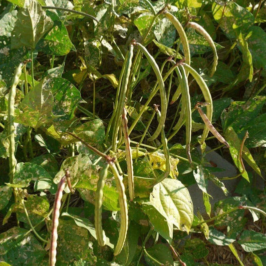 Mississippi Silver Hull Cowpea Seeds - Vigna unguiculata - High Yielding Legume for Southern Gardens - 2025 Planting