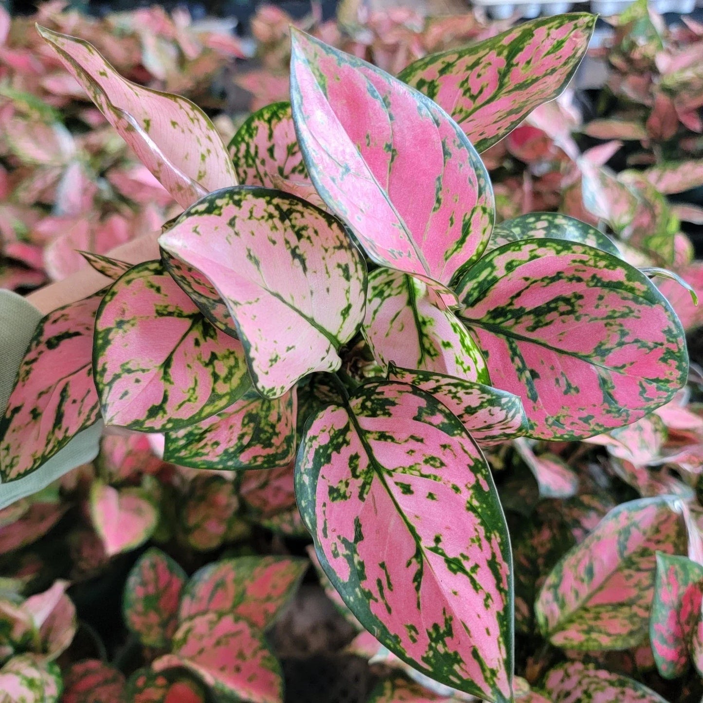 Aglaonema Lady Valentine Indoor Tropical Plant 3-Inch Pot, Pink and Green Foliage, Easy Care, Pet Safe, Air Purifying