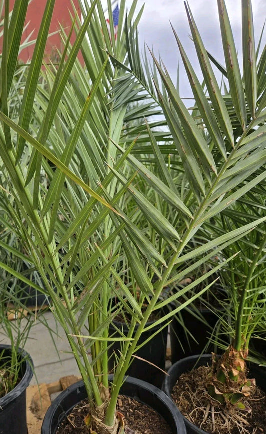 Medjool Date Palm Tree in 7-Gallon Pot | Phoenix Dactylifera Indoor Outdoor Plant | Drought-Tolerant Tropical Tree