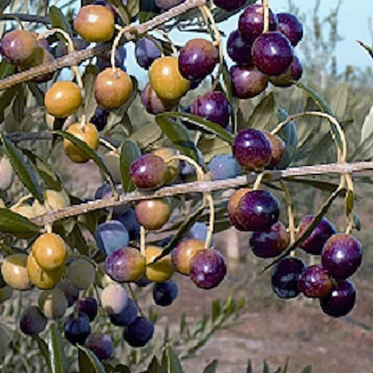 Olive Tree Starter Plant 4-6 Inches Tall Well Rooted Olea europaea Garden Patio Small Space