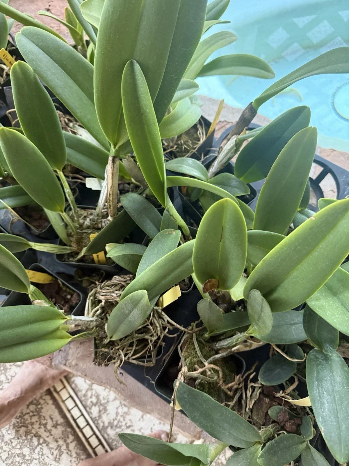 Cattleya Orchid Plant - Bare Root with 2 Stems, Unique Surprise Variety, Epiphytic Orchid, Cattleya spp.