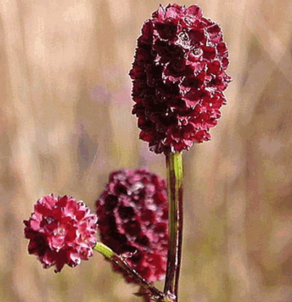 Bulk Seeds for Great Burnet Herb, Edible Wildflower with Red Blooms, Sanguisorba minor, Perennial Herb, Pollinator Attractant