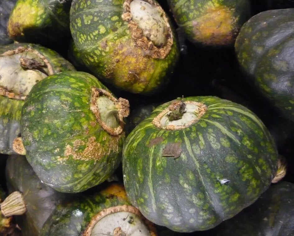 Buttercup Squash Seeds 15+ Cucurbita maxima Winter Vegetable Garden Plant for Baking and Roasting