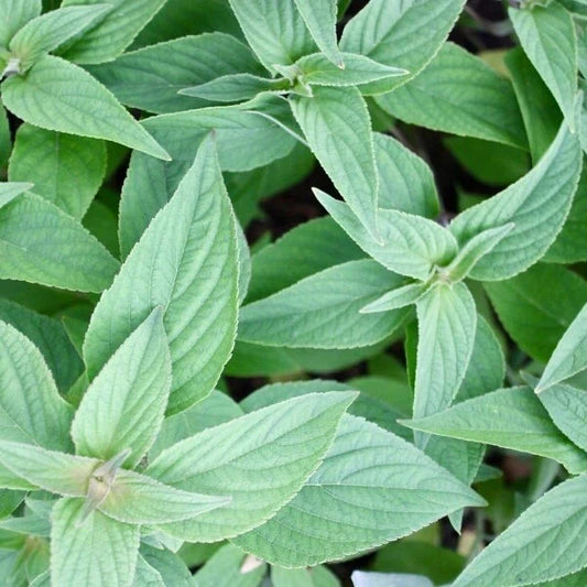 Organic Pineapple Sage Live Starter Plant - Herb Salvia elegans Aromatic Culinary Herb for Garden and Cooking