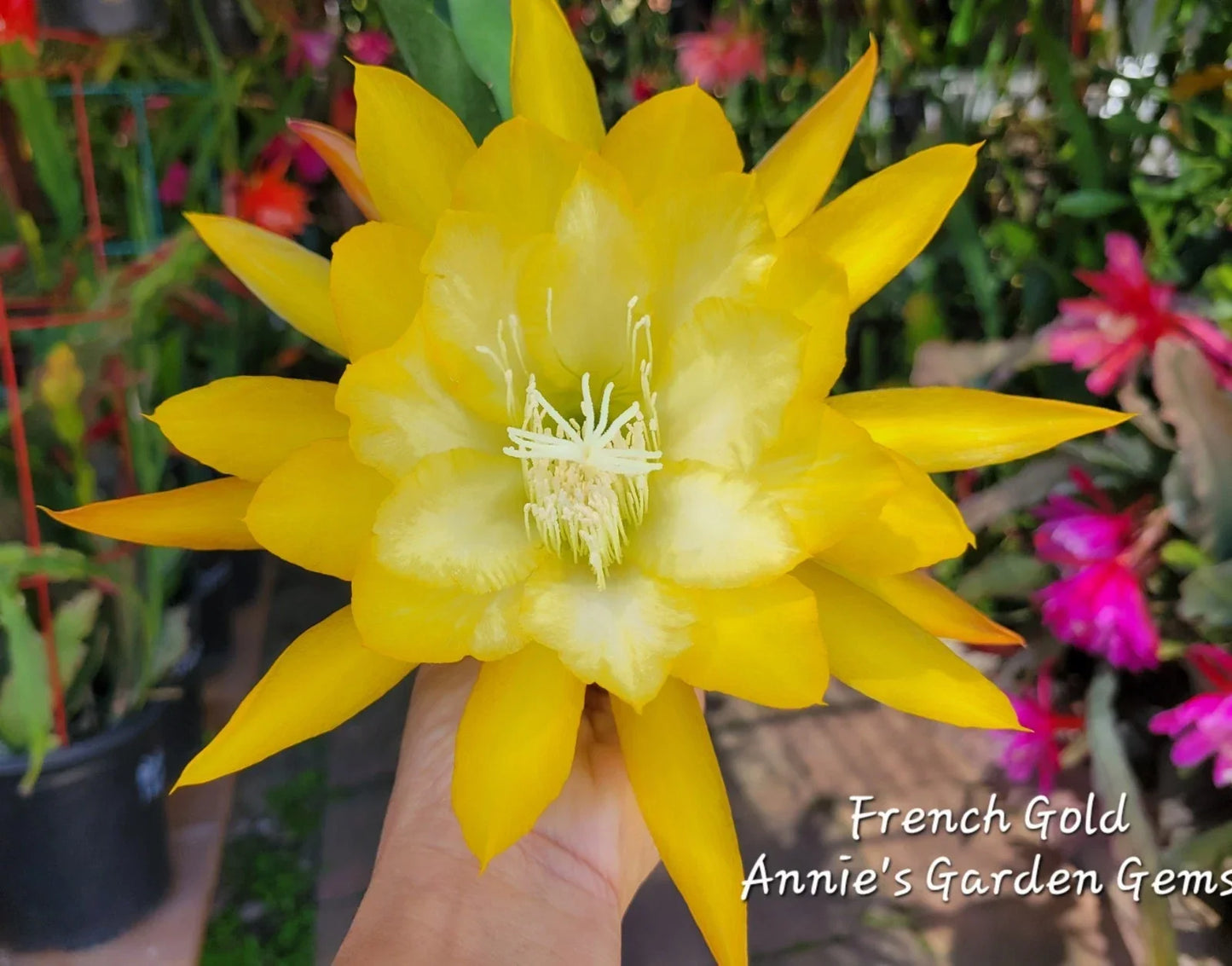 Epiphyllum Cuttings 8-10 Inches French Gold Unrooted Epiphyllum oxypetalum Succulent Plant
