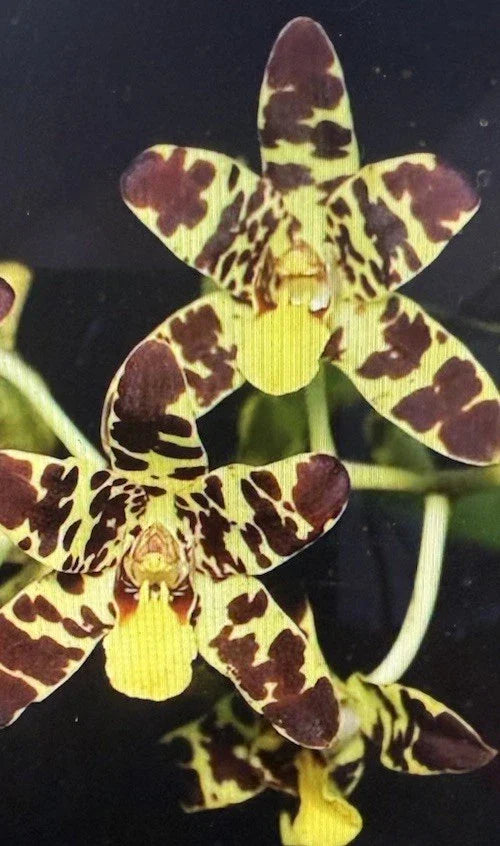 Orchid Plant Bare Root Anaselia Africana Rooted Stem Indoor Garden Air Purifying Epiphytic