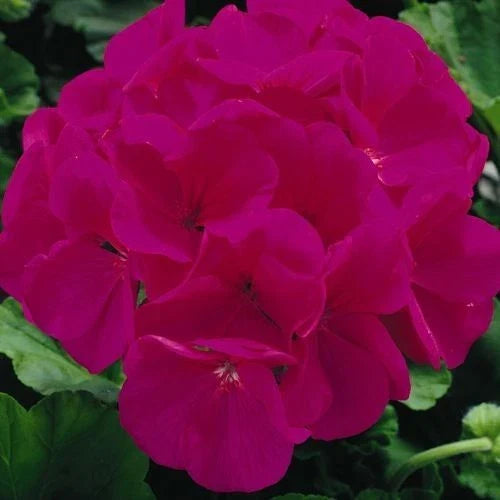 Maverick Violet Geranium Seeds - Pelargonium × hortorum - 12 Fresh Flower Seeds for Borders, Containers & Pollinator Gardens
