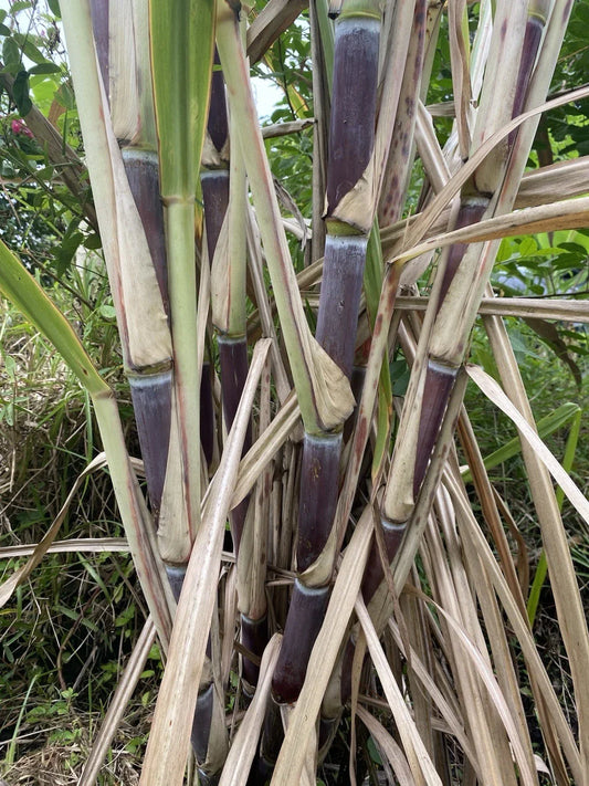 Organically Grown Sugar Cane Cuttings, 3 Large Pieces, Sweet Variety, Saccharum officinarum, Sustainable Garden Plant