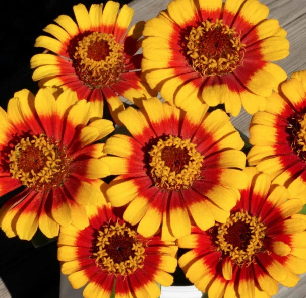 Sombrero Zinnia Seeds | Garden Size Mexican Daisy Zinnias | Zinnia angustifolia | Annual Flower for Borders & Cut Flowers