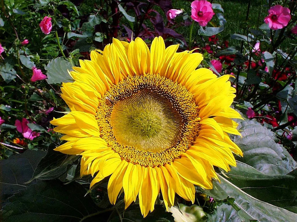 Sunflower Seeds 45 Pack Sunspot Dwarf Yellow Helianthus annuus for Small Gardens & Containers - Easy to Grow