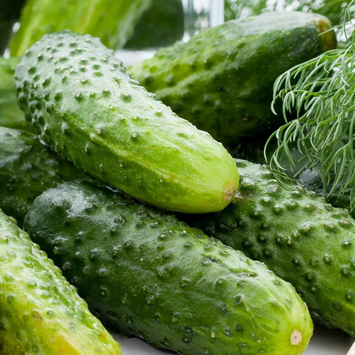 Boston Pickling Cucumber Seeds – Organic, Non-GMO, Heirloom, Green Prolific Gherkin, Cucumis sativus, for Pickling & Fresh Eating