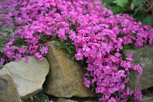 McDaniel's Cushion Phlox Seeds - 100+ Perennial Flower Seeds for Garden, Phlox subulata, Pink, Purple, White, Red, Easy to Grow