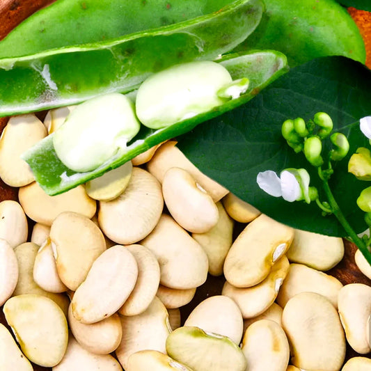 King of the Garden Lima Bean Seeds - Pole Variety, Large Green Pods, Organic, Non-GMO, Phaseolus lunatus, Climbing Vine, 50 Seeds