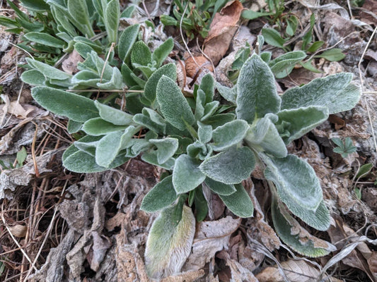 Lambs' Ear Bare Root Starter Plants - Stachys byzantina - Soft Silvery Foliage Ground Cover for Borders & Containers