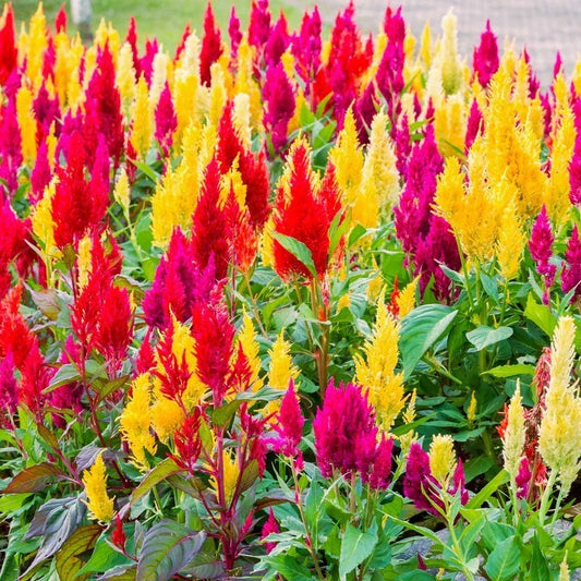 Pampas Plume Mix Celosia Seeds - Rainbow Colors, Annual Flower, Celosia argentea var. plumosa, Vibrant Summer Blooms, Easy to Grow