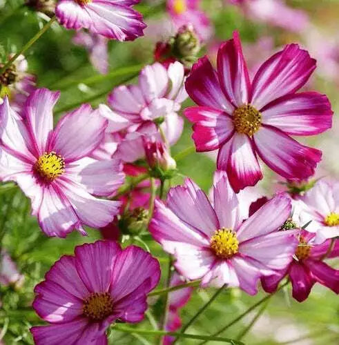 Cosmos Flower Seeds 100 Ct Radiance Variety Cosmos bipinnatus for Cut Flowers, Garden, Pollinator Attractant