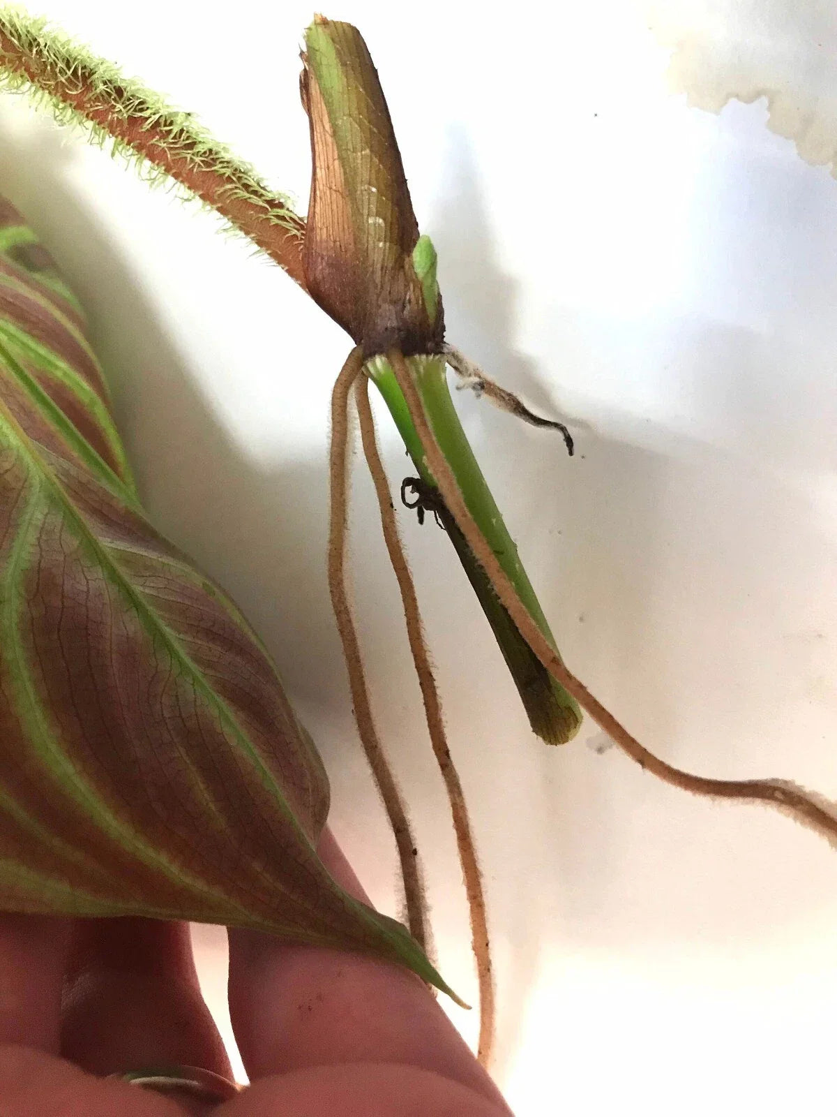 Philodendron Verrucosum One Leaf Mid-Cutting | Tropical Houseplant for Indoor Decor & Vivarium | Unique Velvety Foliage