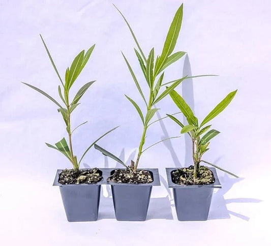 Oleander Live Plants 2.5" Nursery Cubes Red Variety Nerium oleander Jannoch for Garden, Hedges & Containers