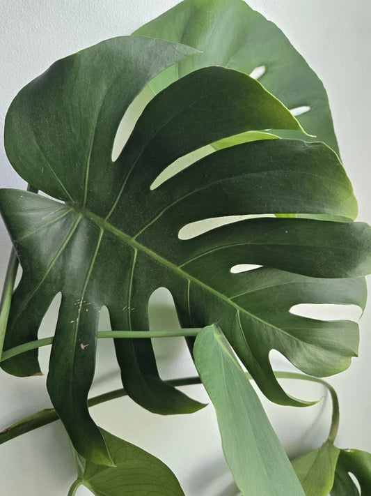 Large Rooted Monstera Deliciosa Cutting | Tropical Swiss Cheese Plant | Indoor Houseplant | Live Monstera deliciosa