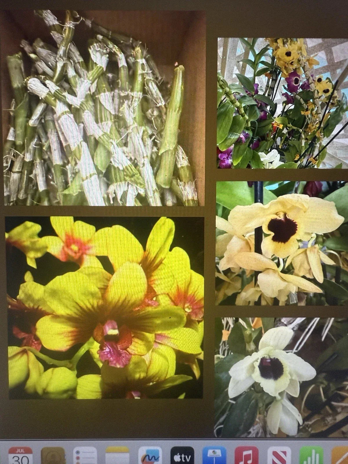 Orchid Plant Stems for Propagation – Dendrobium, 100 No Roots, Gardening & Plant Enthusiasts, Fresh for Propagation