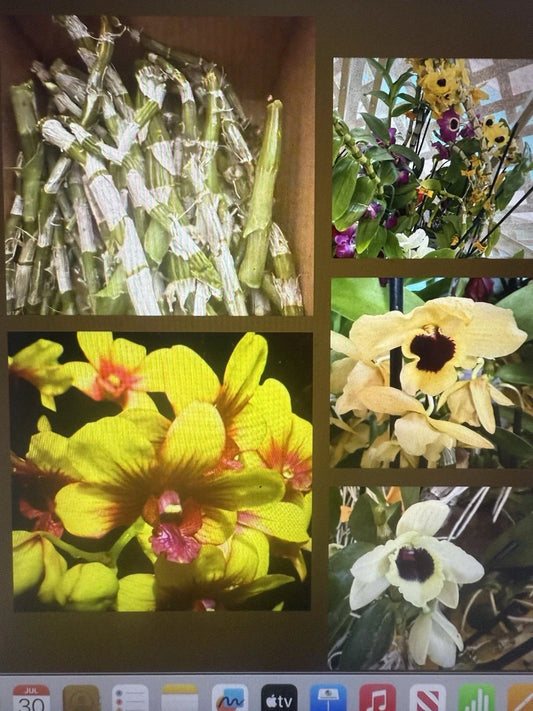 Orchid Plant Stems for Propagation – Dendrobium, 100 No Roots, Gardening & Plant Enthusiasts, Fresh for Propagation
