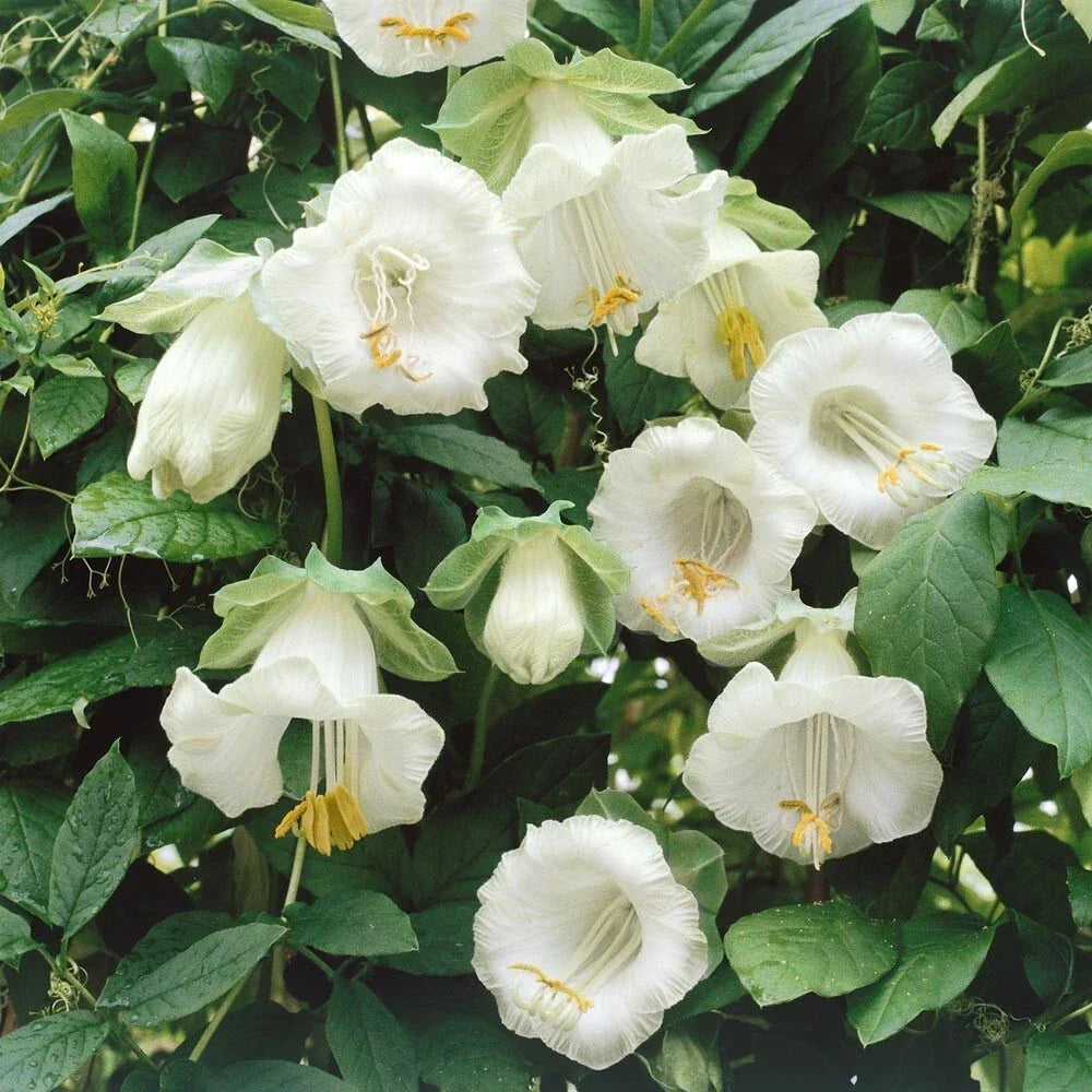 Brugmansia Suaveolens Seeds - 10 White Angel's Trumpet Flower Seeds - Fragrant Tropical Ornamental Plant