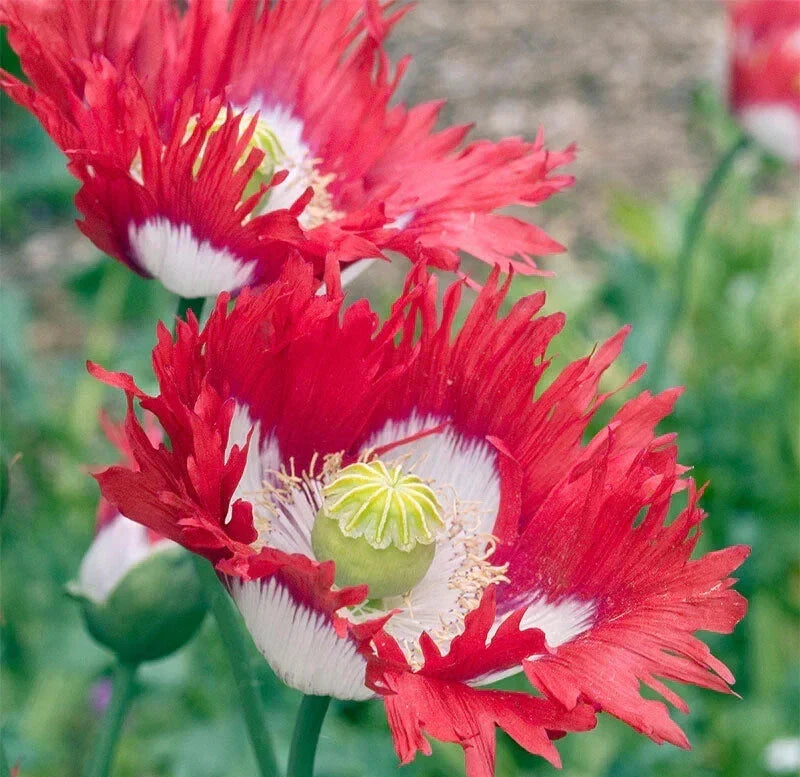 Danish Flag Poppy Seeds - 200+ Non-GMO Flower Seeds for Garden Planting - Papaver Rhoeas - Attract Pollinators, Easy to Grow
