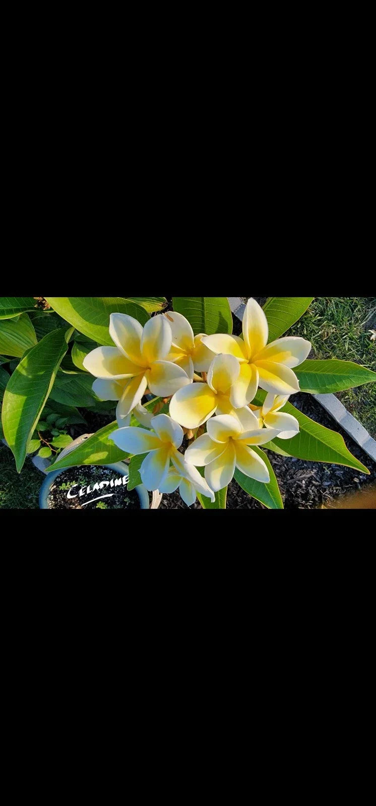 Celadine Plumeria Cutting - Yellow Gold White Flowers - Plumeria rubra Tropical Garden Plant