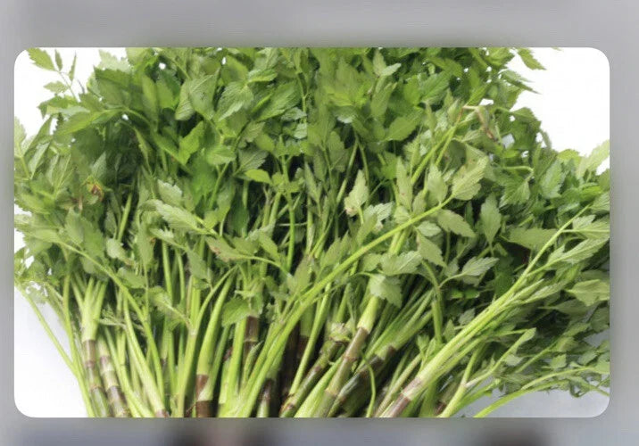 Water Dropwort Minari Bare Roots | Japanese Parsley Water Celery | Aquatic Herb | Oenanthe javanica | 10+ Roots
