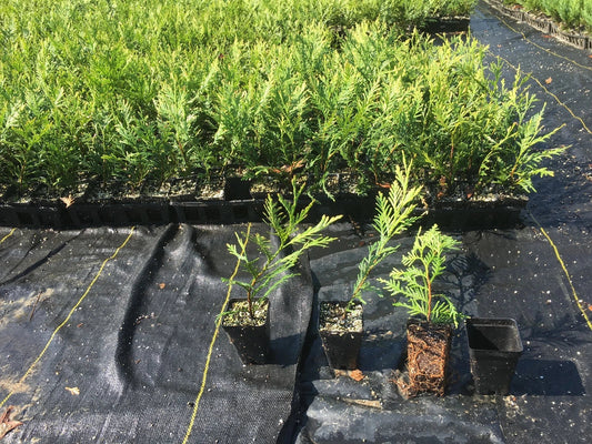 Green Giant Thuja Trees 10-14" in Pots, Evergreen Hedge Plants, Privacy Screen, Thuja standishii x plicata, Landscape Trees