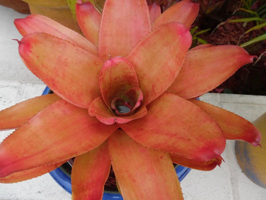 Neoregelia MANDARINA Bromeliad Plant – Medium Indoor Tropical Houseplant with Colorful Orange and Green Foliage in Pot
