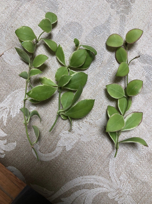 Hoya Heuschkeliana Variegated Plant Cutting | Indoor Tropical Foliage | Easy Care, Air-Purifying, Trailing Vine