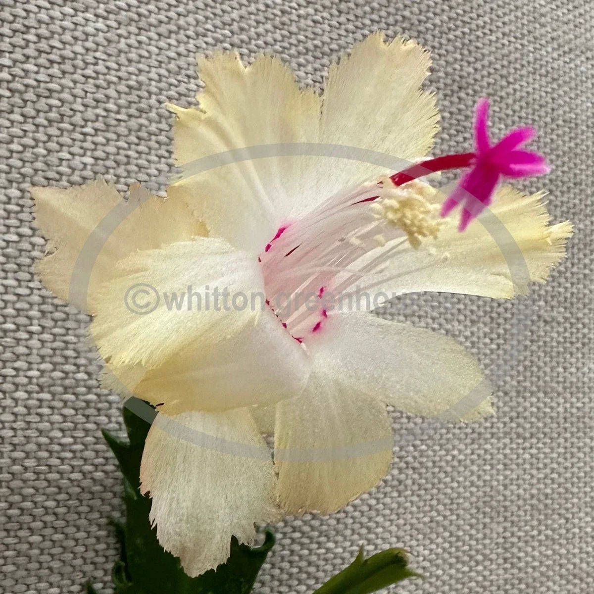Thanksgiving/Christmas Cactus Cuttings - Schlumbergera "Chelsea" - Holiday Decor, No Roots, Easy Propagation, Festive Blooms