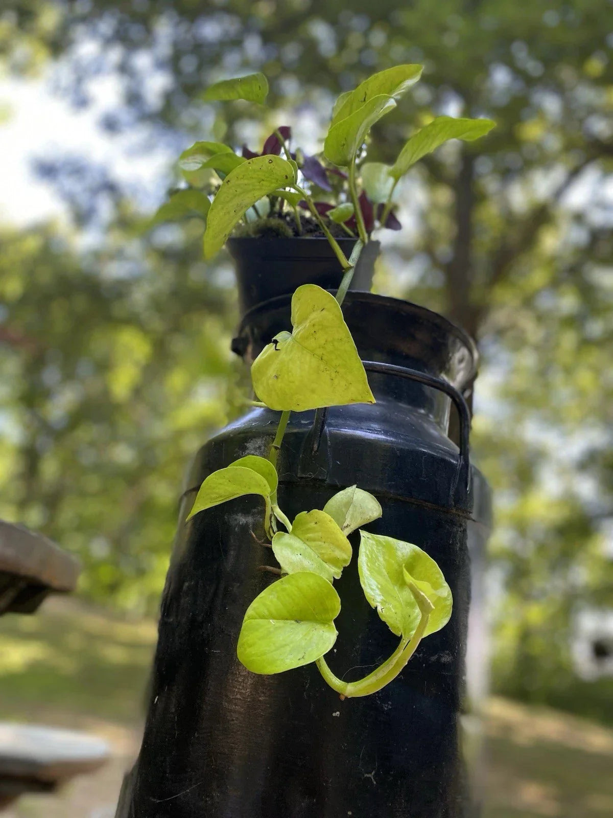 Pothos Neon Rooted Cutting - 6-8 Inch Epipremnum aureum Houseplant - Organic & Chemical-Free Indoor Plant