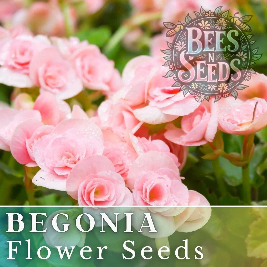 Begonia Seeds - Silken Charm, Non-GMO Flower Seeds for Gardens & Containers, Begonia x tuberhybrida, Vibrant Colors, Easy to Grow