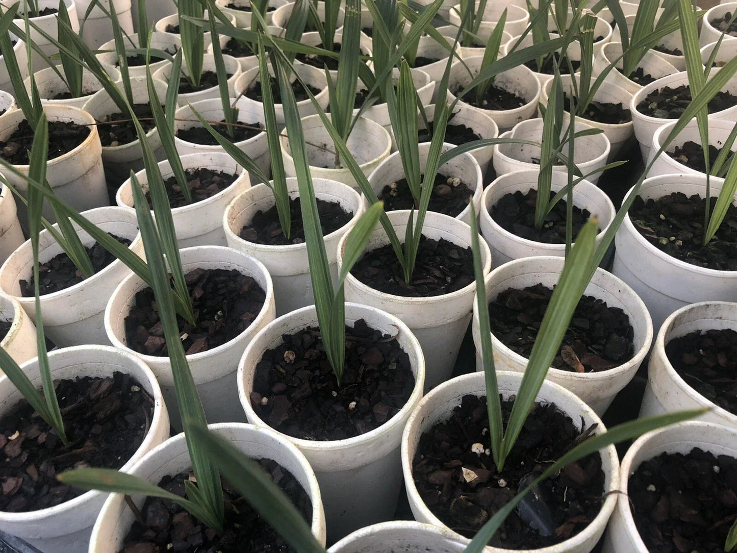 Dwarf Sabal Minor Palms - 5-7 Inch Indoor/Outdoor Hardy Palmetto Plants, Tropical Fan-Shaped Leaves, Landscaping & Container Gardening