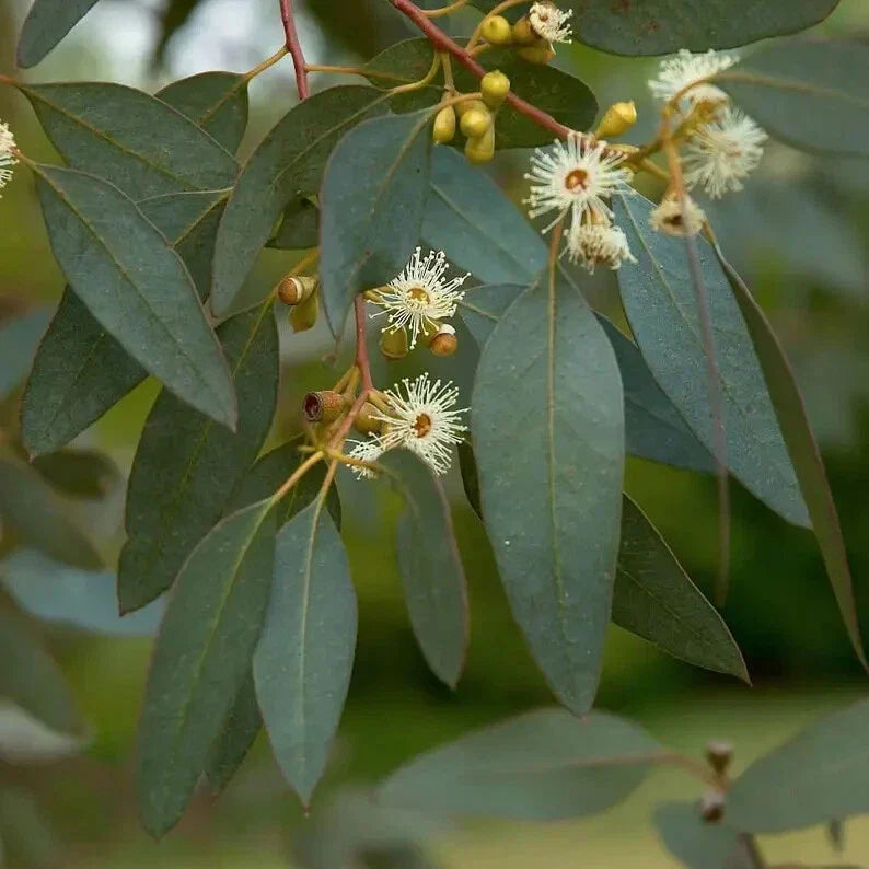 Peppermint Eucalyptus Seeds - 50 Perennial Tree Seeds - Eucalyptus dives - Aromatic, Fast-Growing, US Seller