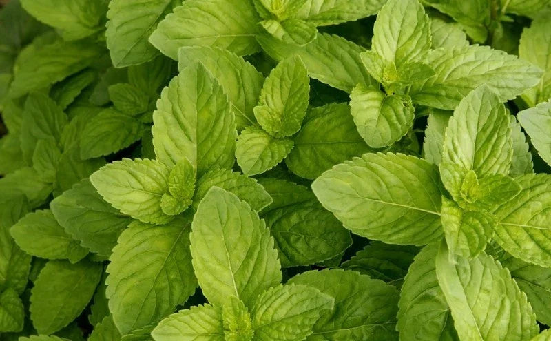 Spearmint Seeds Bulk 1000 Count Mentha spicata Herb for Culinary, Tea & Aromatherapy