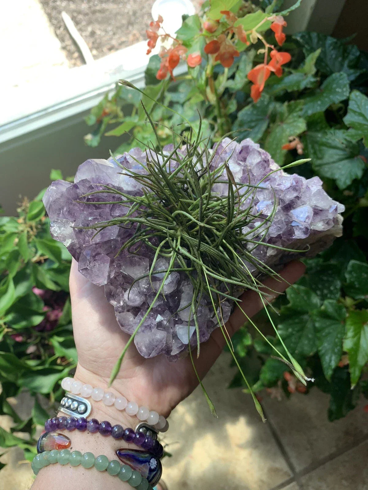Small Clump Air Plants - Texas Tillandsia Moss Balls - Easy Care, Boho Decor, Unique Gift - Tillandsia spp.