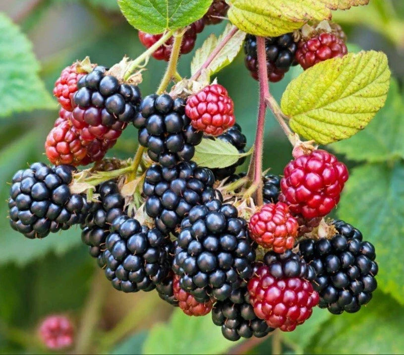 Wild Blackberry Cuttings – 15 Unrooted Edible Plants for Wildlife & Pollinators – Rubus fruticosus
