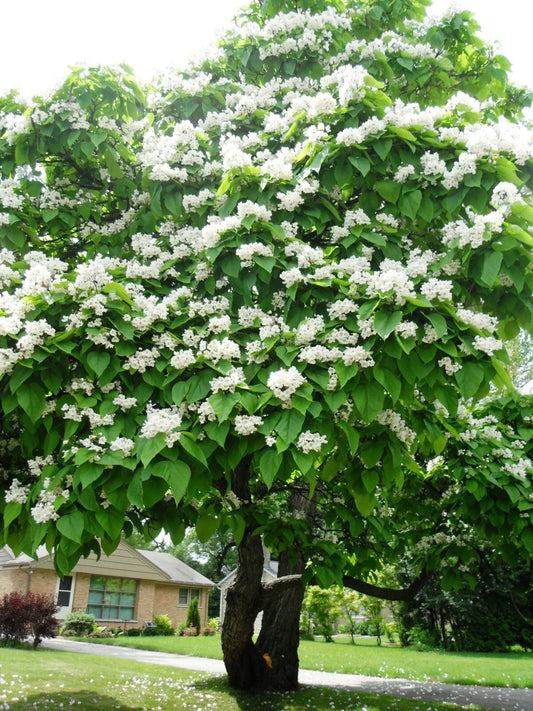 Northern Catalpa Seeds 30 Pack Catalpa speciosa Hardy Tree for Landscaping and Shade