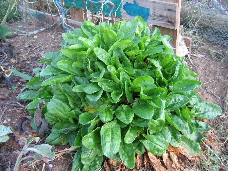Sorrel Seeds - 100 Pack, Rumex acetosa, Edible Herb, Wild Strawberry Flavor, Easy to Grow, Garden & Container Plant