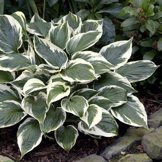 Hosta 'Minuteman' Potted Plant - Green & White Variegated Foliage, Hardy Perennial, Shade Garden, Hosta sieboldiana