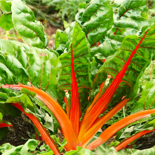 Orange Glory Swiss Chard Seeds - Bright Lights Variety, Golden Yellow, Beta vulgaris, Non-GMO, Full Sun, Pack of Seeds
