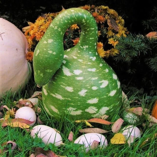 Gooseneck Bottle Gourd Seeds - Heirloom Non-GMO Cucurbita pepo for Gardening & Decoration - USA Seller, Free Shipping